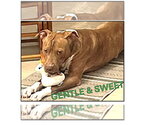 Rocco FH - Male Labrador Retriever-Unknown Mix Dog for Adoption - Small photo