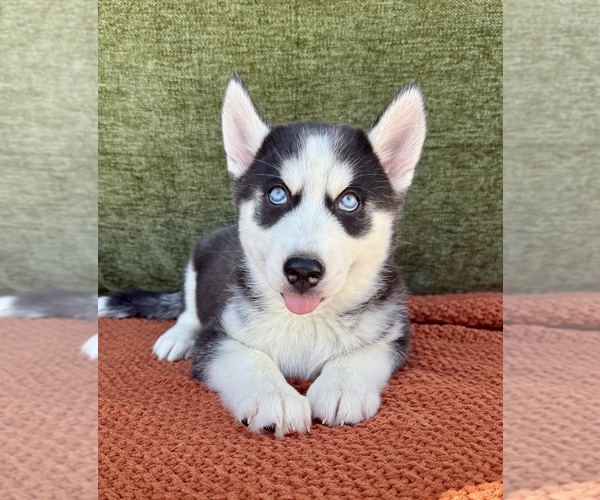 Medium Photo #2 Siberian Husky Puppy For Sale in OCALA, FL, USA