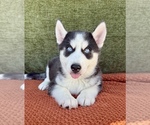 Small #1 Siberian Husky