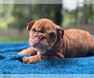 English Bulldog Puppy for sale in POWHATAN, VA, USA
