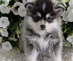 Small #7 Pomsky