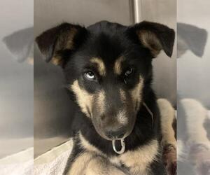 German Shepherd Dog Dogs for adoption in Santa Maria, CA, USA