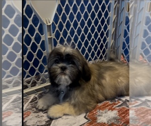 Shih Tzu Puppy for sale in GUTHRIE, KY, USA