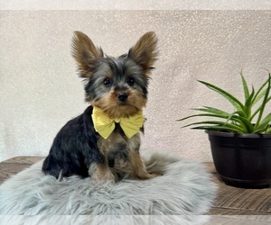 Yorkshire Terrier Puppy for sale in NAPPANEE, IN, USA