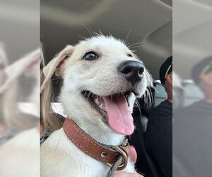 Labrador Retriever-Unknown Mix Dogs for adoption in Brooklyn Center, MN, USA