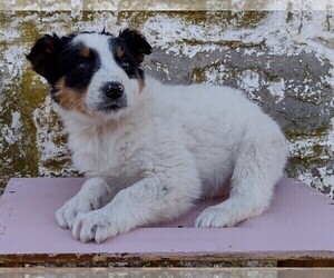 Border Collie-English Shepherd Mix Puppy for sale in FREDERICKSBRG, PA, USA
