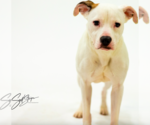 Small #2 Mountain Cur Mix