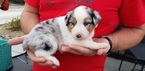 Small Photo #1 Australian Shepherd Puppy For Sale in RIVERBANK, CA, USA