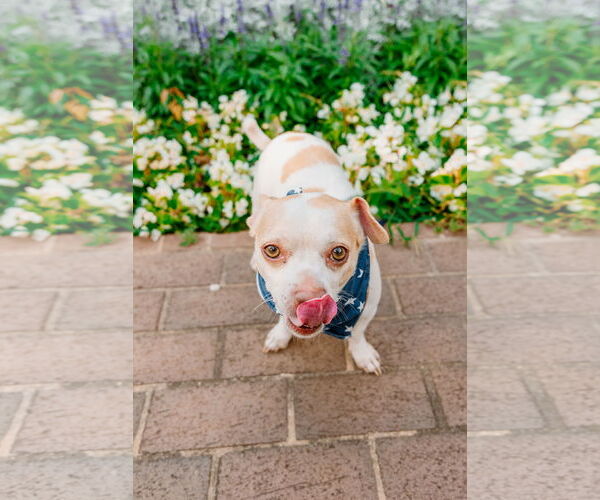 Medium Photo #4 Chihuahua-Unknown Mix Puppy For Sale in Arlington, VA, USA