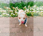 Small #3 Chihuahua Mix