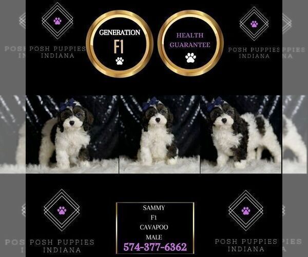 Medium Photo #7 Cavapoo Puppy For Sale in WARSAW, IN, USA