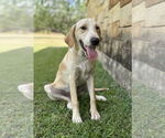 Small #3 Collie-Labrador Retriever Mix