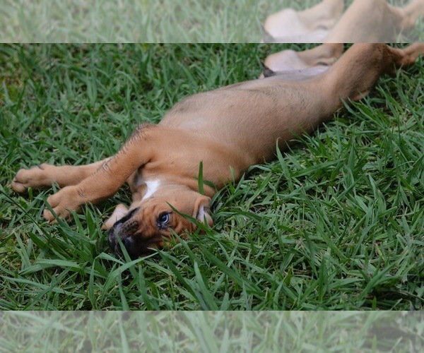 Medium Photo #4 Bloodhound Puppy For Sale in CORNING, AR, USA