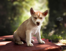 Puppy 2 Border Sheepdog-Siberian Husky Mix