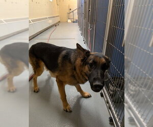 German Shepherd Dog Dogs for adoption in South Lake Tahoe, CA, USA
