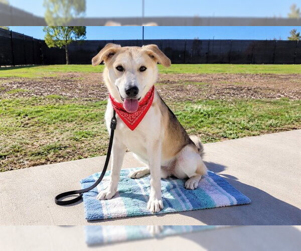Medium Photo #1 Labsky Puppy For Sale in Orange, CA, USA
