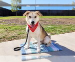 JASPER - Male Labsky Dog for Adoption - Small photo