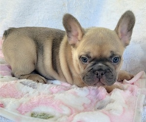 French Bulldog Puppy for sale in LAS VEGAS, NV, USA