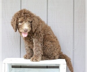 Labradoodle-Poodle (Standard) Mix Puppy for sale in FREDERICKSBG, OH, USA