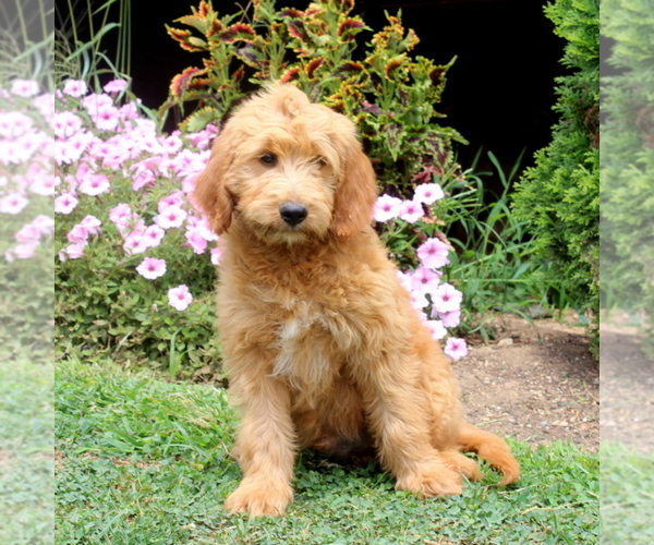 Medium Photo #4 Goldendoodle Puppy For Sale in AIRVILLE, PA, USA