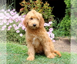 Small Photo #4 Goldendoodle Puppy For Sale in AIRVILLE, PA, USA