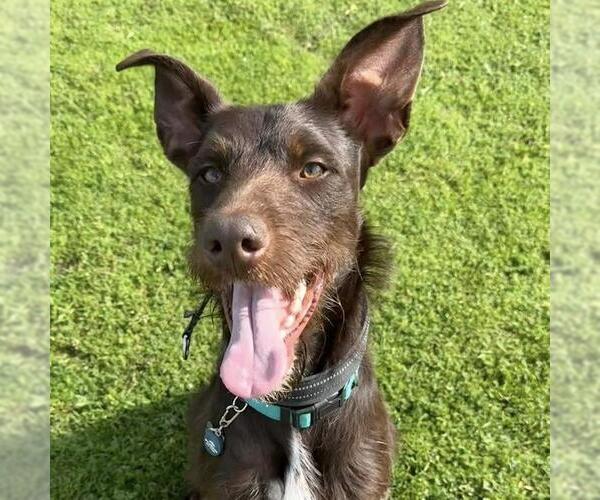 Medium Photo #13 Wirehaired Pointing Poodle Puppy For Sale in San Diego, CA, USA