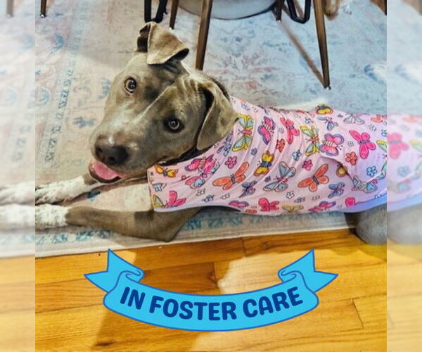 Medium Photo #2 American Pit Bull Terrier Puppy For Sale in Tallahassee, FL, USA