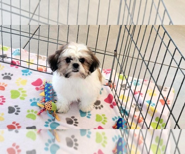 Medium Photo #10 Shih Tzu Puppy For Sale in ORO VALLEY, AZ, USA