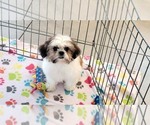 Small #9 Shih Tzu