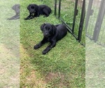Small Photo #5 Labrador Retriever Puppy For Sale in LISBON, CT, USA