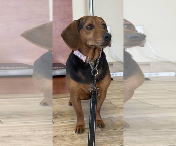Medium Photo #4 Basset Hound-Miniature Pinscher Mix Puppy For Sale in Valrico, FL, USA