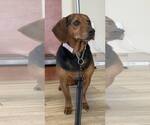 Small #3 Basset Hound-Miniature Pinscher Mix