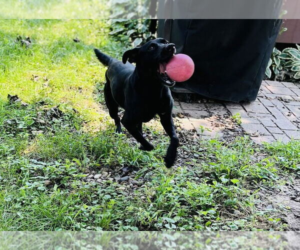 Medium Photo #6 American Pit Bull Terrier-Unknown Mix Puppy For Sale in Princeton, MN, USA