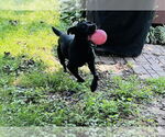 Small #5 American Pit Bull Terrier Mix