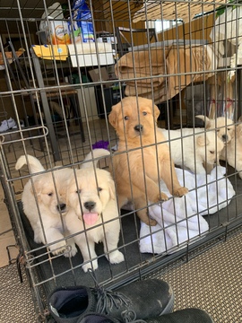 Medium Photo #1 Golden Retriever Puppy For Sale in OXNARD, CA, USA