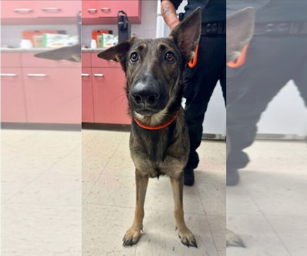 Medium Photo #4 German Shepherd Dog-Unknown Mix Puppy For Sale in Princeton, MN, USA