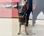 Small #3 German Shepherd Dog Mix