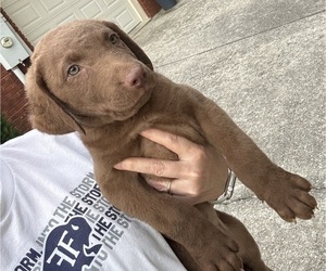 Chesapeake Bay Retriever Puppy for sale in COOKEVILLE, TN, USA