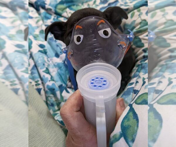 Medium Photo #2 Mutt Puppy For Sale in Fresno, CA, USA