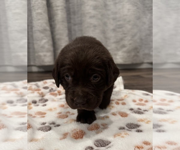 Medium Photo #1 Labrador Retriever Puppy For Sale in BILLINGS, MT, USA