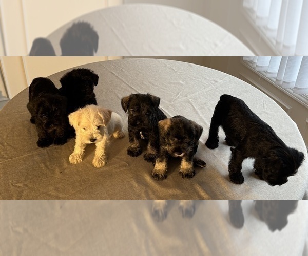 Medium Photo #20 Schnauzer (Miniature) Puppy For Sale in MURFREESBORO, TN, USA