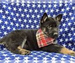 Small Photo #3 German Shepherd Dog Puppy For Sale in NEW PROVIDENCE, PA, USA
