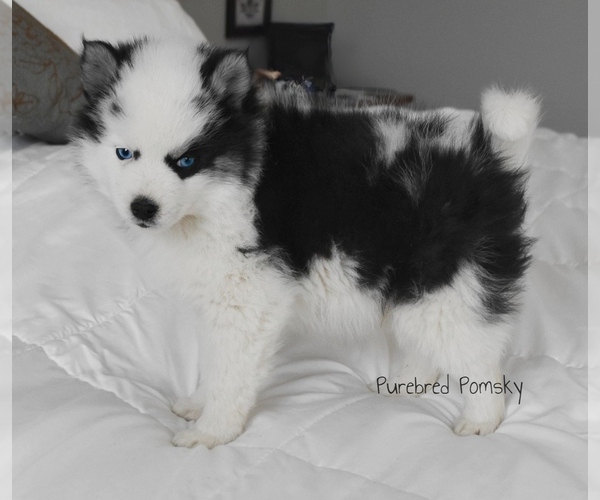 Medium Photo #5 Pomsky Puppy For Sale in KANSAS CITY, MO, USA