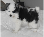 Small #4 Pomsky
