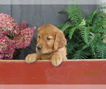 Queenie - Female Golden Retriever Puppy for Sale - Photo #3