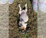 Small Photo #9 Basset Hound Puppy For Sale in LAWRENCEBURG, TN, USA