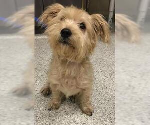 Mutt Dogs for adoption in Conroe, TX, USA
