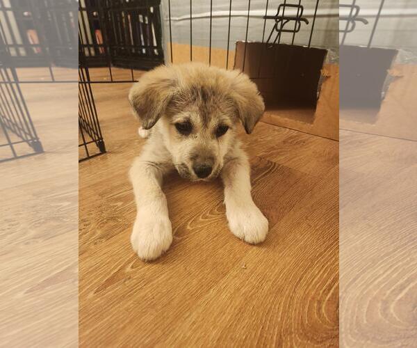 Medium Photo #1 Mutt Puppy For Sale in Plainfield, IL, USA
