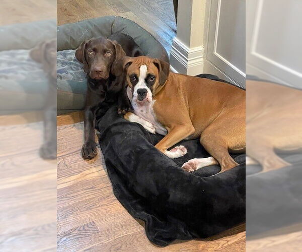 Medium Photo #3 Boxer Puppy For Sale in Austin, TX, USA