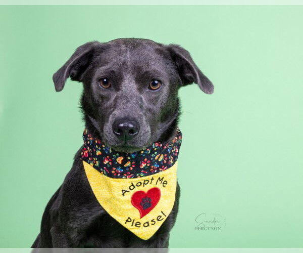 Medium Photo #5 Labrador Retriever-Unknown Mix Puppy For Sale in Germanton, TN, USA